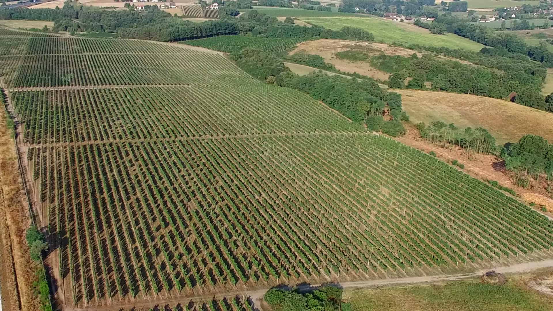 Visiter le vignoble de Saint-Pourçain : une journée autour de Besson