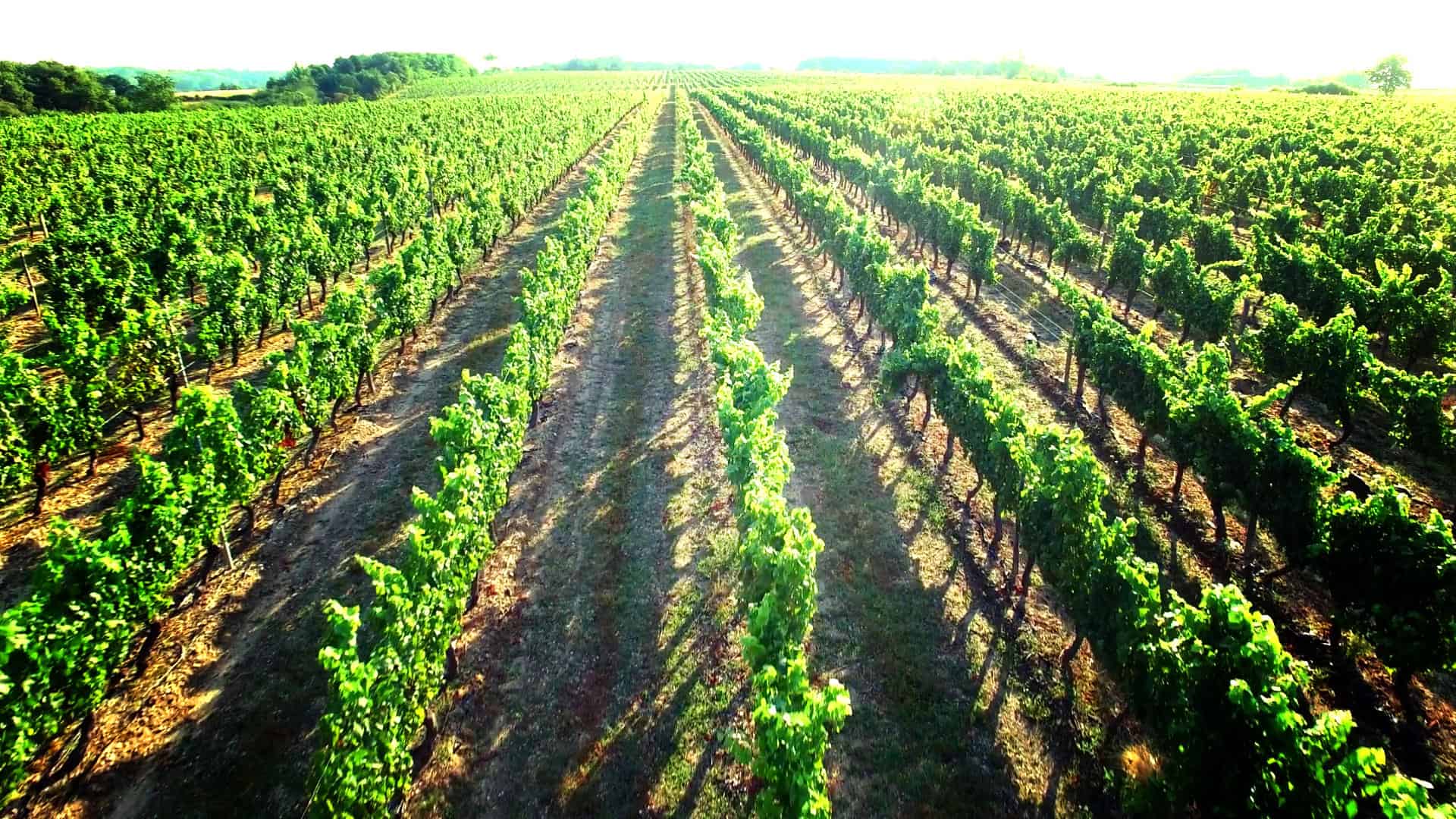 Saint-Pourçain, l’un des plus anciens vignobles de France